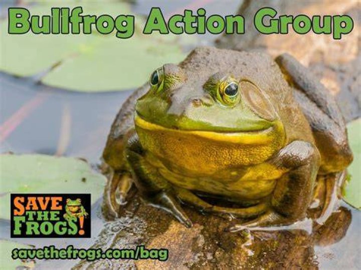 Bullfrog