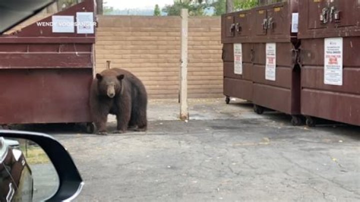 Hank the bear surrounded by many hotel rooms, with a menu open to edit one of the rooms.